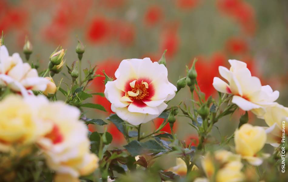 ©SUNFLOR - Primavera